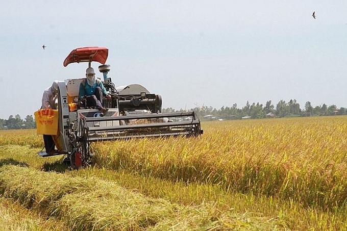Xuất khẩu gạo thơm sang châu Âu theo hiệp định EVFTA - Ảnh 1. Xuất khẩu gạo thơm sang châu Âu theo hiệp định EVFTA - Ảnh 1.