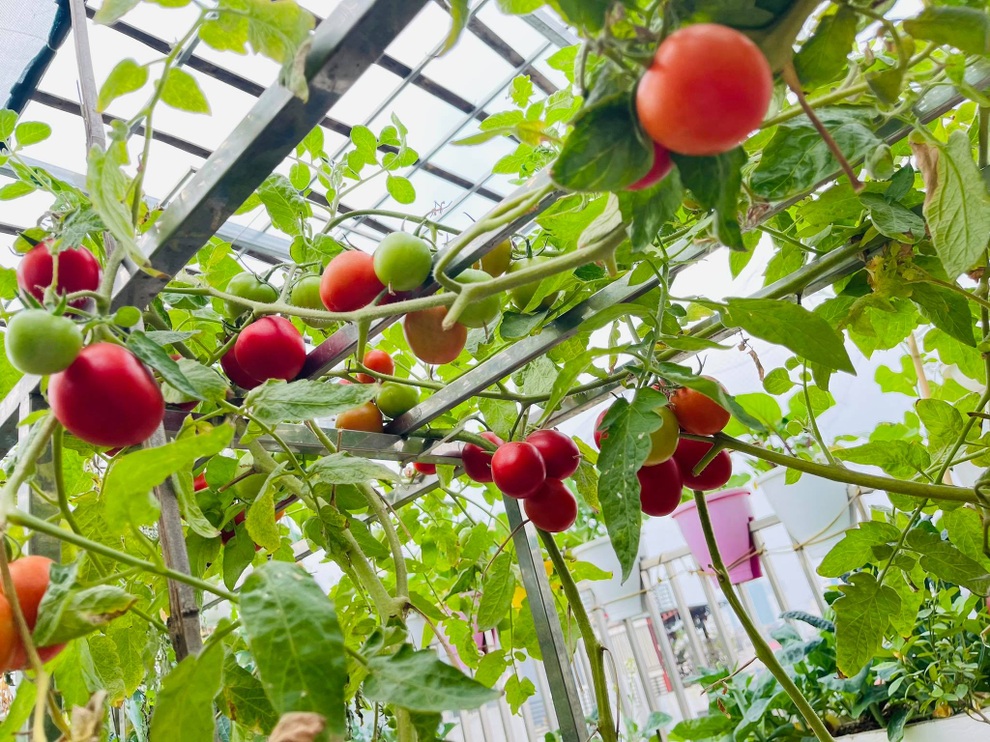 Mẹ đảm ở Hà Nội cặm cụi chở đất, đưa lên tầng 8 làm vườn 100m2 - 5