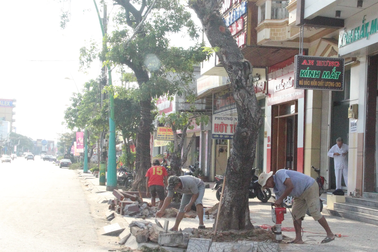 Chi gần 3 tỉ đồng thay thế cây xanh ở trung tâm thành phố Đông Hà