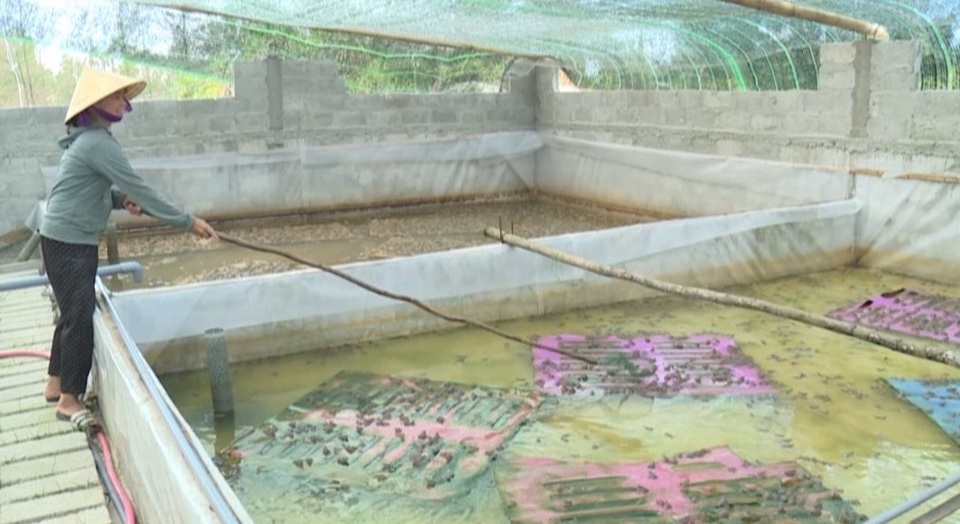 Nuôi ếch “một vốn bốn lời”, dân chài thu hàng trăm triệu đồng mỗi năm - 1 Nuôi ếch “một vốn bốn lời”, dân chài thu hàng trăm triệu đồng mỗi năm - 1