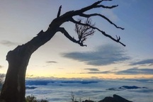 Đã tìm ra người chặt cây phong ba đẹp nhất biển mây Lảo Thẩn - Y Tý