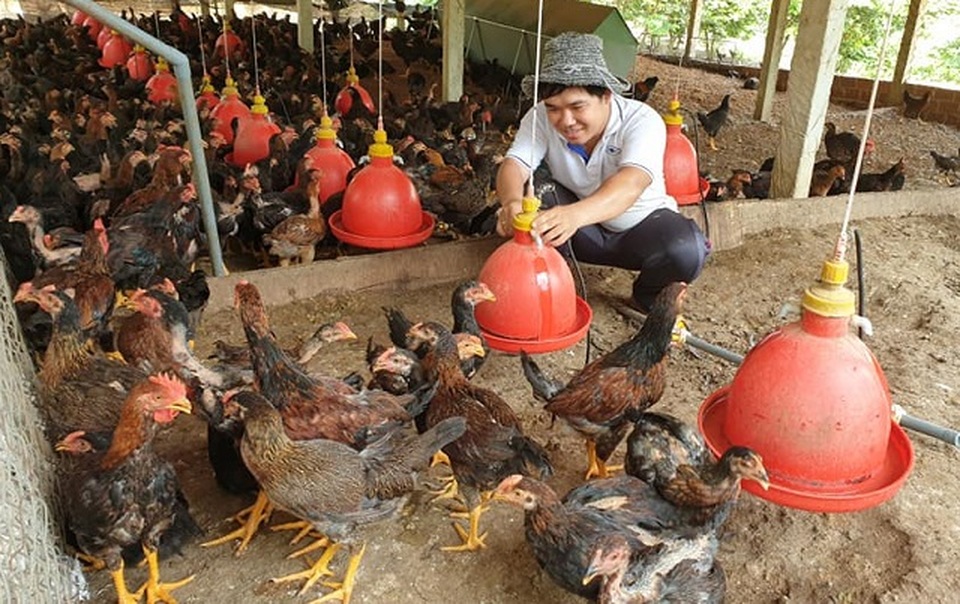 Giá gà tăng mạnh, nhưng người nuôi ... không vui - 1 Giá gà tăng mạnh, nhưng người nuôi ... không vui - 1