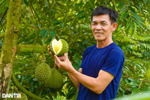 Sầu riêng "Black Thorn" lần đầu xuất hiện, giá đến 500.000 đồng/kg