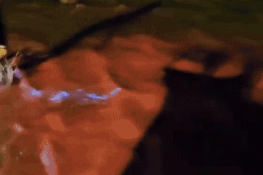 Nước biển ở Hạ Long màu đỏ phát ánh sáng xanh trong đêm, chuyên gia nói gì?