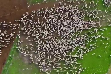 Độc đáo đàn cừu di chuyển như nước chảy khi nhìn từ trên cao