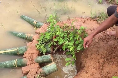 Cắm ống tre xuống đất,chàng trai bắt hết cua cá trong đồng thu hút trăm triệu view!