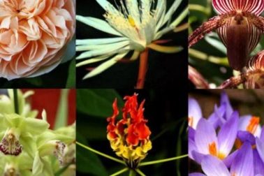 Giật mình với 8 loài hoa đắt nhất thế giới, giá hàng tỷ đồng