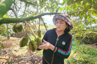 Vụ vườn sầu riêng bị phá hoại: Gắn camera theo dõi, lập tổ tuần tra