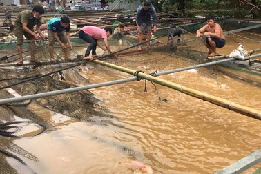 Hơn 4.000 tấn cá bè bị thiệt hại do mưa lũ