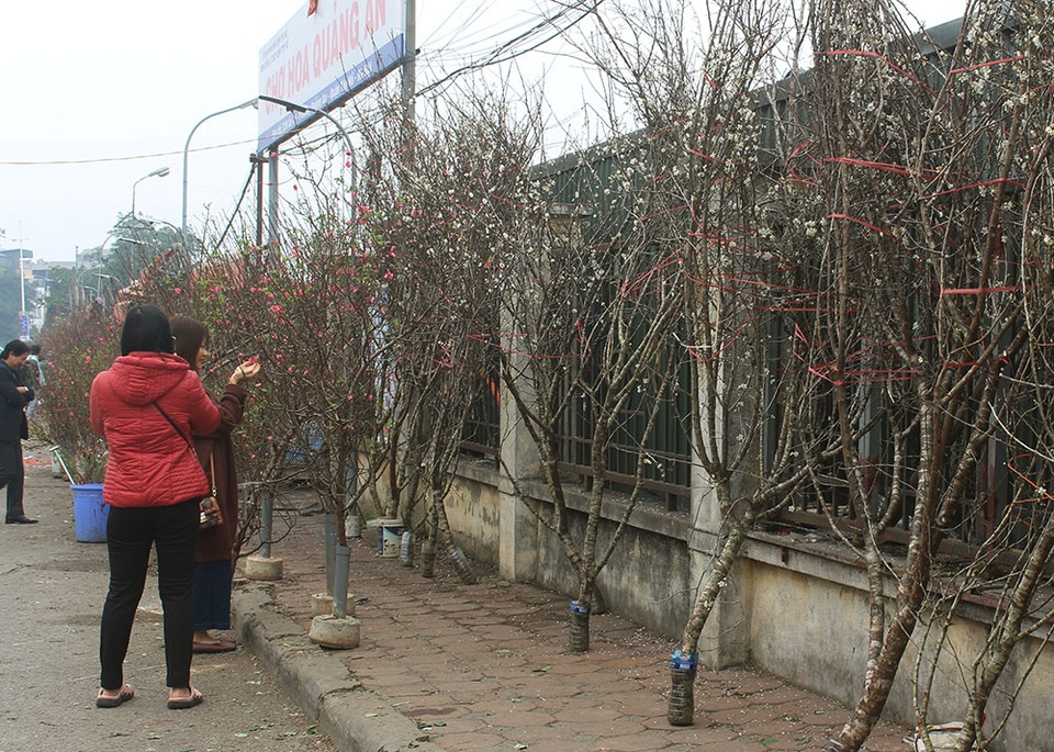 Một triệu đồng cành hoa mơ rừng, dân Hà thành giành nhau mua về trưng Tết - 4 Một triệu đồng cành hoa mơ rừng, dân Hà thành giành nhau mua về trưng Tết - 4