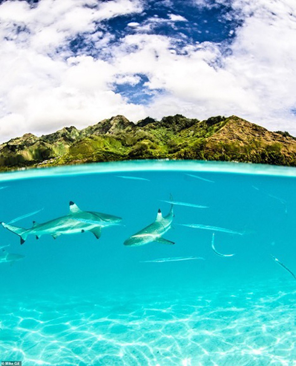 Phiêu lưu tới nơi những cư dân độc, lạ của đại dương sinh sống - 2 Phiêu lưu tới nơi những cư dân độc, lạ của đại dương sinh sống - 2