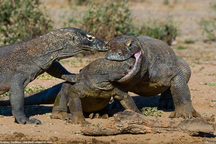 Tấm ảnh rồng Komodo ngoạm đầu đồng loại và sự thật phía sau