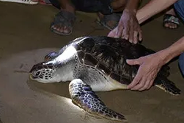 “Giải cứu” rùa biển nặng 15 kilogam đi lạc trên sông Hiếu