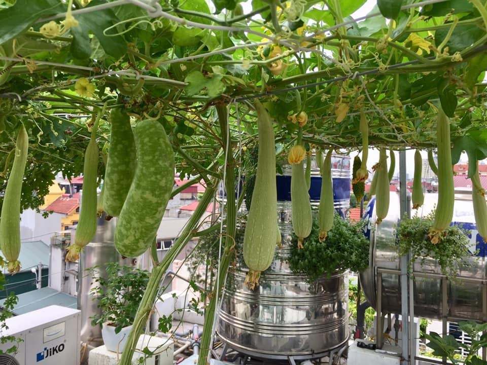 Người đàn ông Hà Nội phủ xanh sân thượng với khu vườn rau, trái sai trĩu - 6