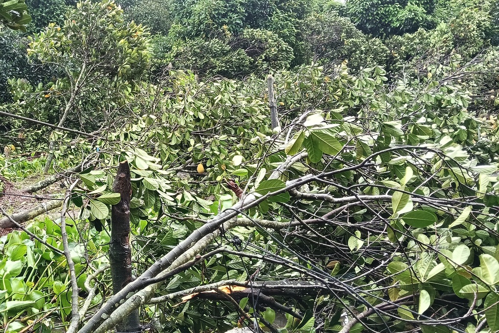 Lốc xoáy quét qua xã đảo ở Cần Thơ làm 28 hộ dân bị ảnh hưởng - 2