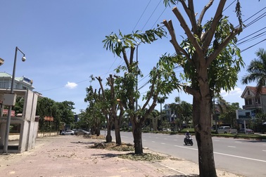 TP Vinh lý giải việc cắt ngọn hàng loạt cây xanh giữa nắng nóng đỉnh điểm