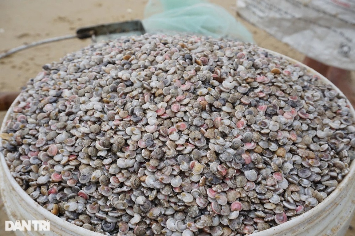 Cuối năm, ngư dân đi cào sản vật quý, kiếm nửa triệu mỗi ngày - 11 Cuối năm, ngư dân đi cào sản vật quý, kiếm nửa triệu mỗi ngày - 11