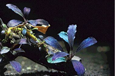 Dân chơi săn lùng ngọn cây 'bóng ma', dài mấy cm mà giá tiền triệu