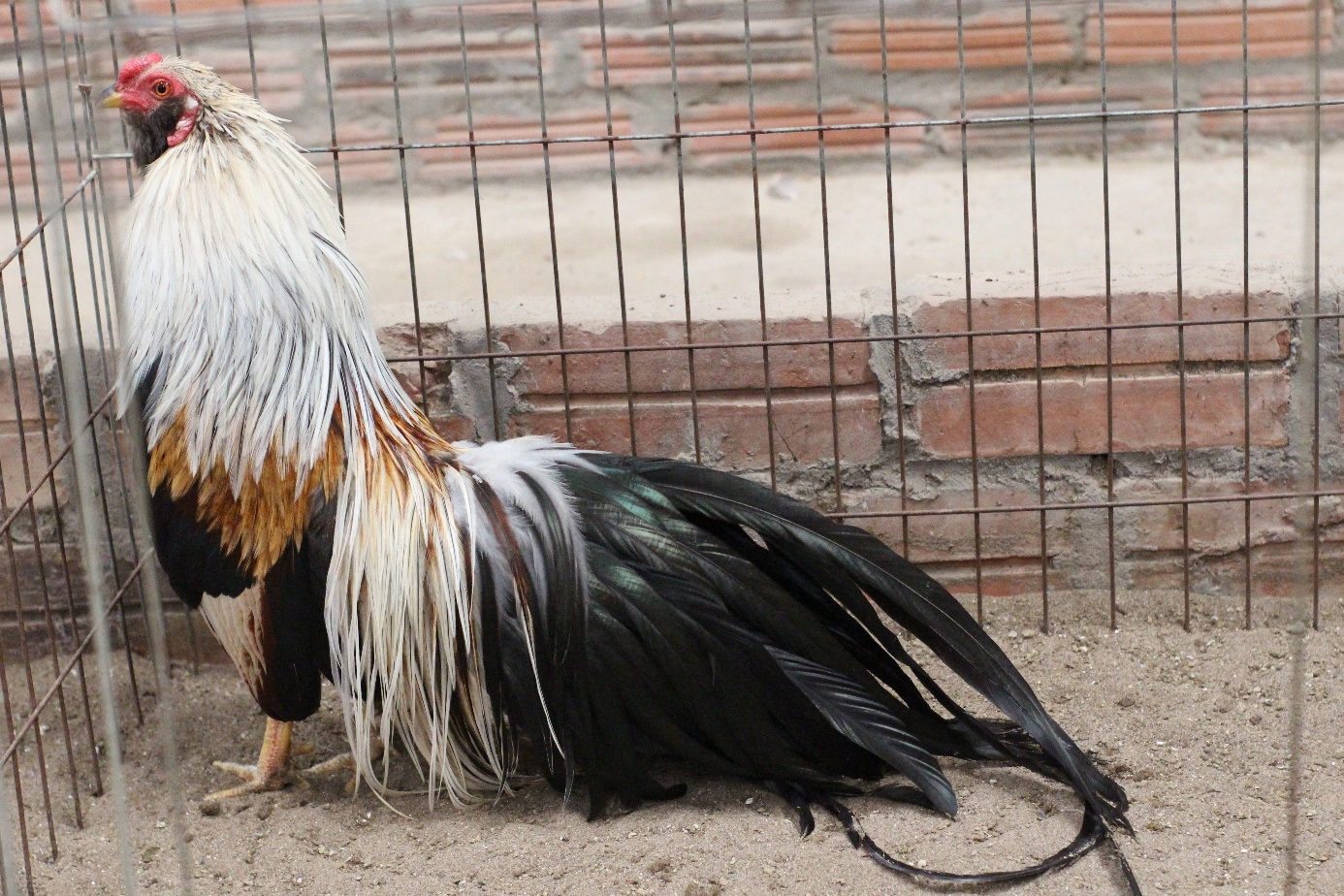 Chi chục triệu đồng mua cặp gà tre đuôi dài nửa mét, dáng oai vệ chơi Tết - 7