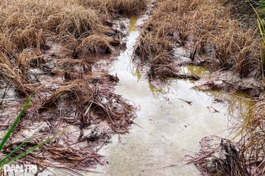 Báo cáo Bộ GTVT vụ nhà thầu cao tốc làm chết 1,5ha lúa ở Hà Tĩnh