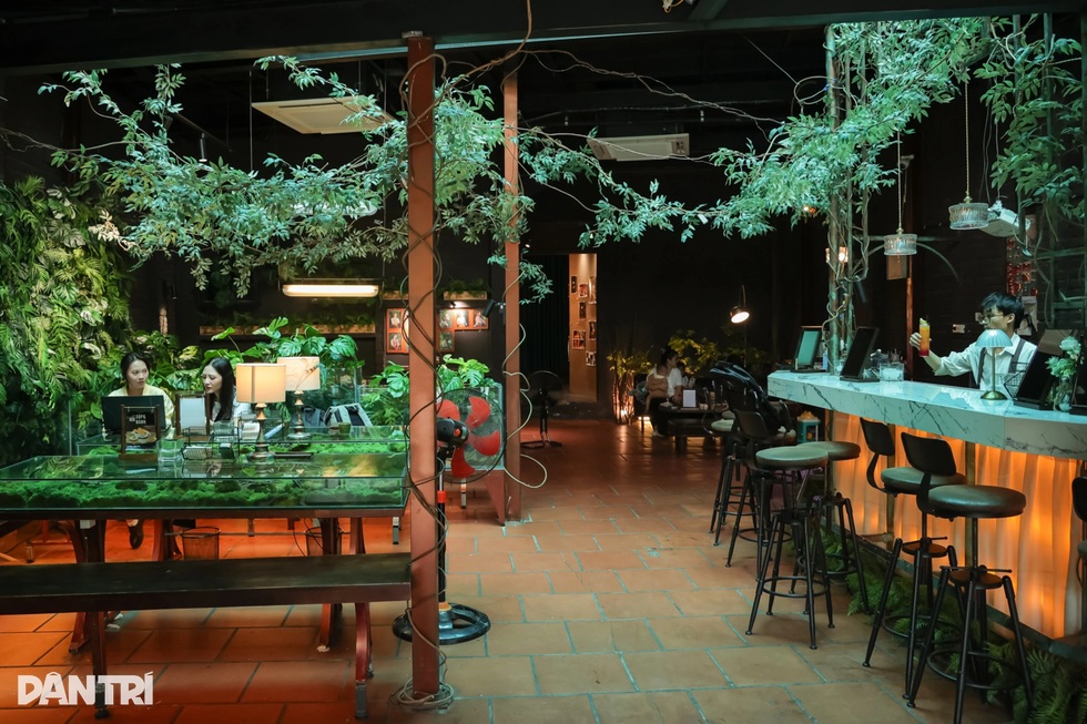 المقهى يشبه غابة صغيرة في وسط هانوي، وطاولة الشرب عبارة عن حوض سمك - 1 Quán cà phê như khu rừng nhỏ giữa phố Hà Nội, bàn uống nước là bể cá - 1
