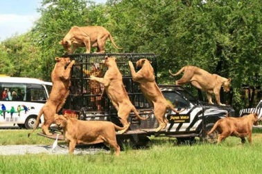 Sau bê bối nhân viên bị đàn sư tử xâu xé cắn chết, vườn thú mở cửa trở lại