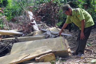 Cận cảnh rừng tự nhiên bị phá tan hoang tại Phú Yên!