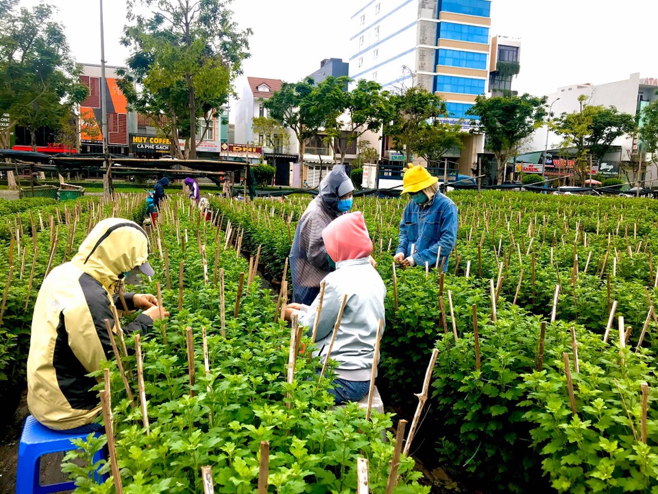 Nhặt nụ hoa cúc, việc thời vụ hái ra tiền mùa giáp Tết - 3 Nhặt nụ hoa cúc, việc thời vụ hái ra tiền mùa giáp Tết - 3