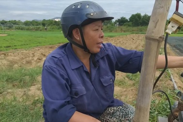 Nông dân điêu đứng vì rau chết khô, đất bỏ hoang