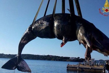 Cá nhà táng mang thai được phát hiện đã chết với gần 23 kg nhựa trong dạ dày