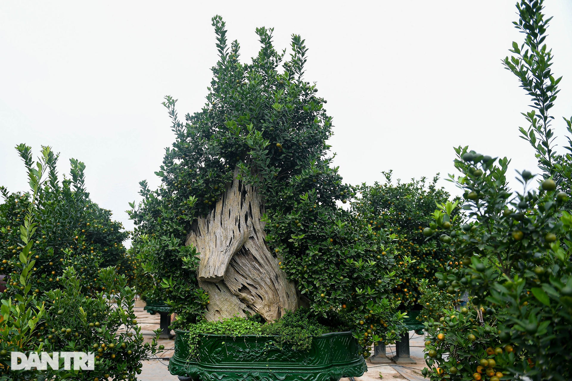 Kumquats assembled with driftwood in the shape of a dragon's head cost more than 100 million VND in Hanoi - 7