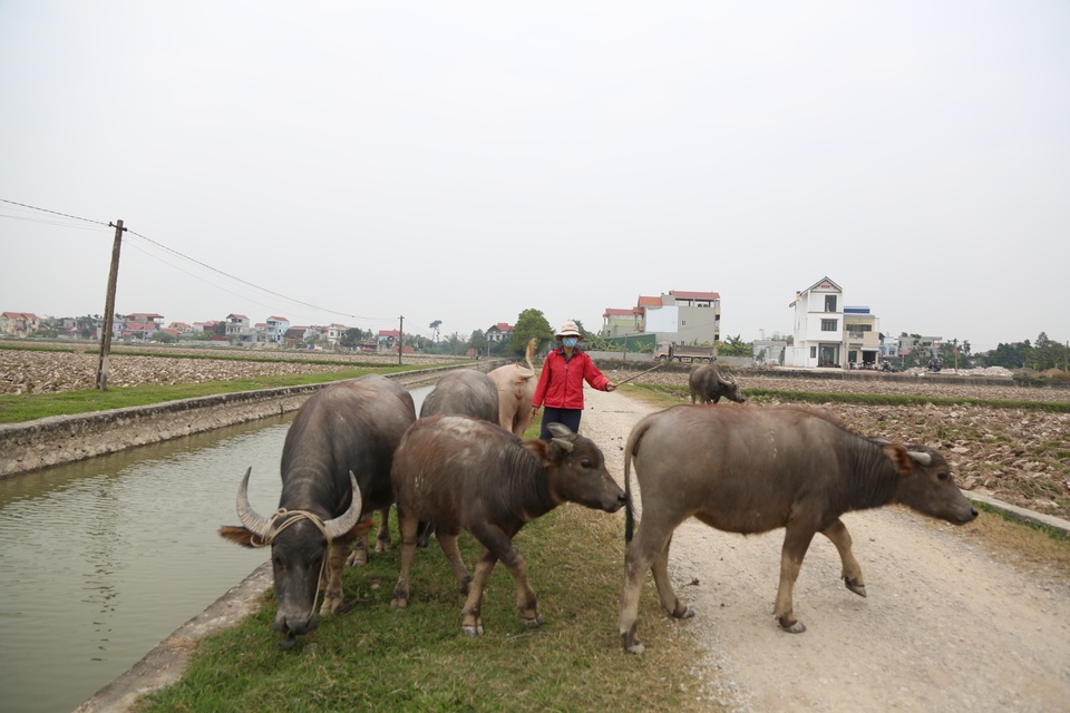 Thu tiền triệu từ nghề vỗ béo trâu dịp cuối năm - 11 Thu tiền triệu từ nghề vỗ béo trâu dịp cuối năm - 11