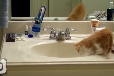 Clip thư giãn: "Ngớ ngẩn như mèo"