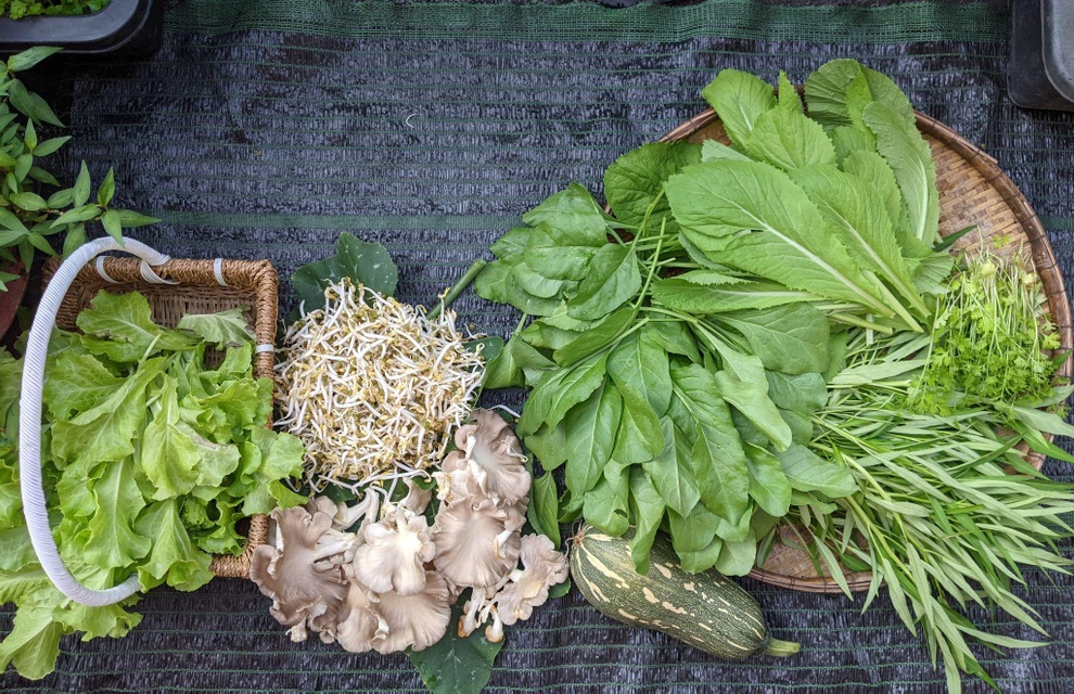 Kiến trúc sư lột xác sân thượng cũ bằng khu vườn sum suê giữa TPHCM - 15