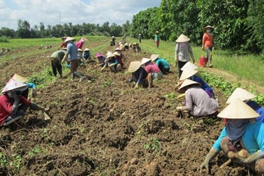 Lãi 300 triệu/ha khoai lang tím Nhật, nông dân tiếc vì không còn hàng để bán