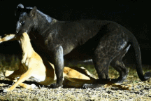 Báo đen bỏ con mồi chạy tháo thân khi "kẻ phá bĩnh" bất ngờ xuất hiện