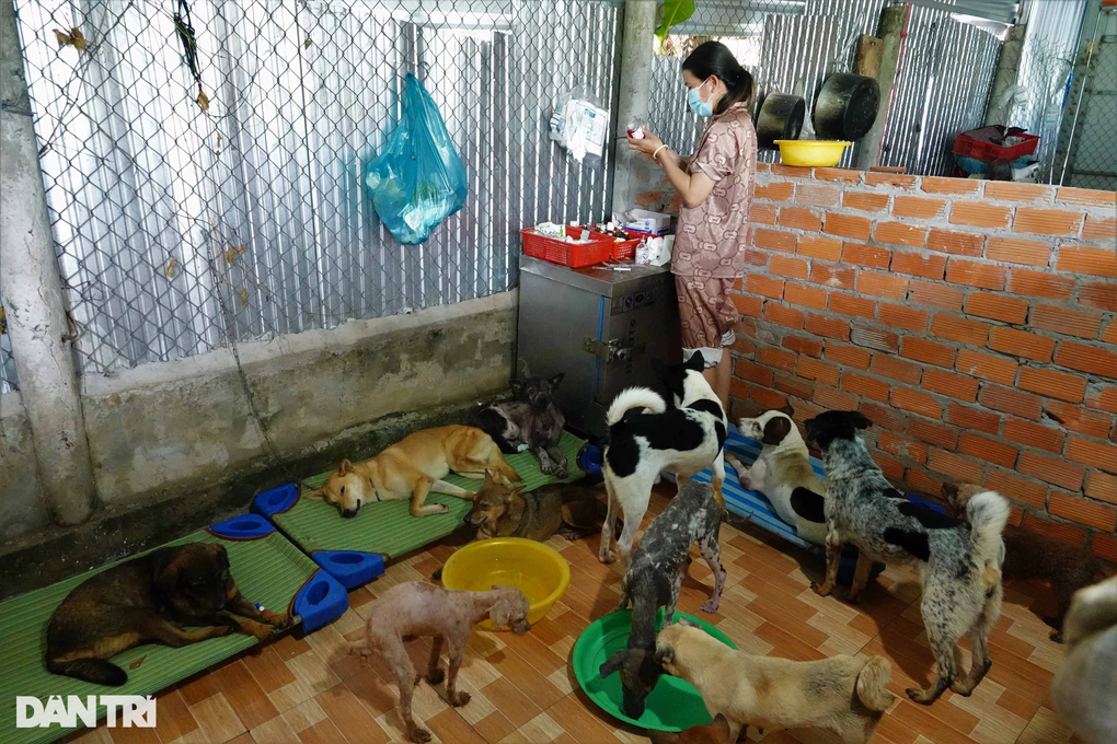 Nữ công nhân bị xa lánh vì lấy tiền cưu mang hàng trăm chó mèo bị bệnh - 7 Nữ công nhân bị xa lánh vì lấy tiền cưu mang hàng trăm chó mèo bị bệnh - 7