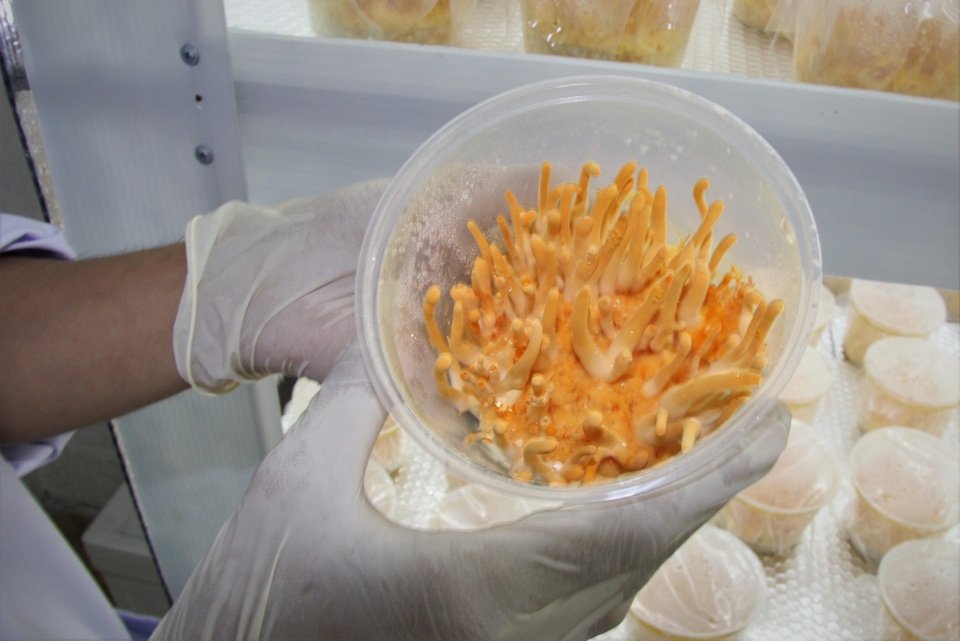 Chàng trai miền núi bỏ nghề điện nuôi thành công đông trùng hạ thảo - 2