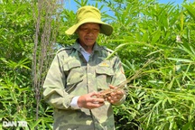 Thoát nghèo nhờ trồng cây "vàng xanh" trên đỉnh núi