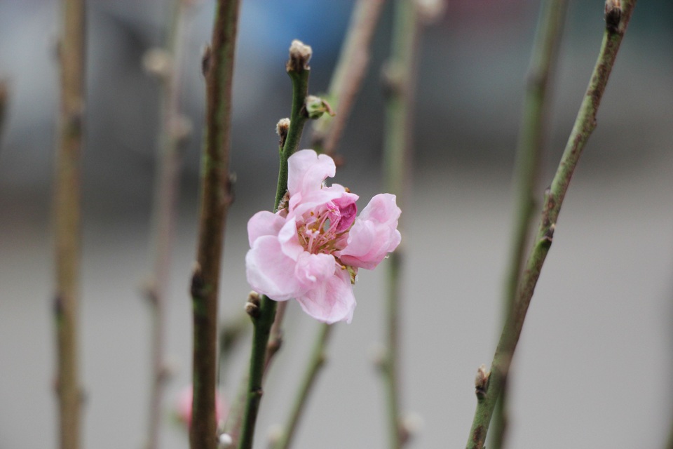 Đào Nhật Tân xuống phố sớm, người Hà Nội thích thú mua đào đón... Noel - 4 Đào Nhật Tân xuống phố sớm, người Hà Nội thích thú mua đào đón... Noel - 4