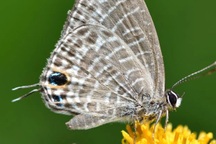 Bướm có "đầu giả": Chiến thuật kỳ lạ giúp sống sót trước kẻ săn mồi