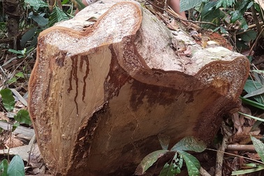 Những dấu hiệu bất thường từ việc phá rừng?