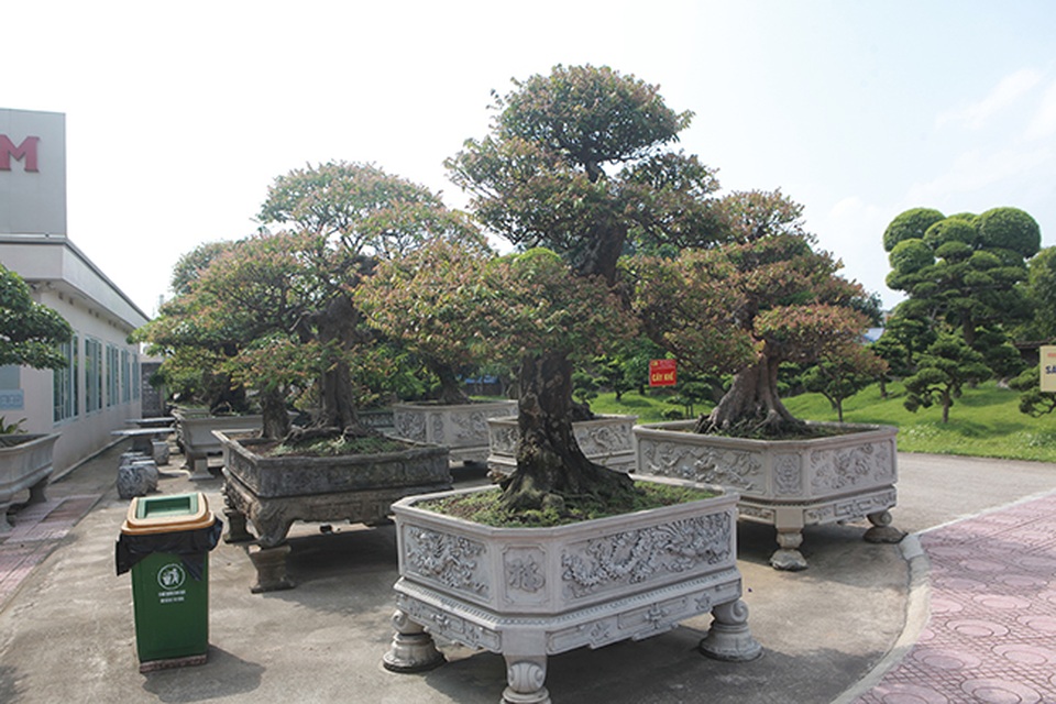 Đại gia Thái Nguyên dốc tiền khủng chơi dàn bonsai khế, coi như báu vật trong nhà - 6 Đại gia Thái Nguyên dốc tiền khủng chơi dàn bonsai khế, coi như báu vật trong nhà - 6
