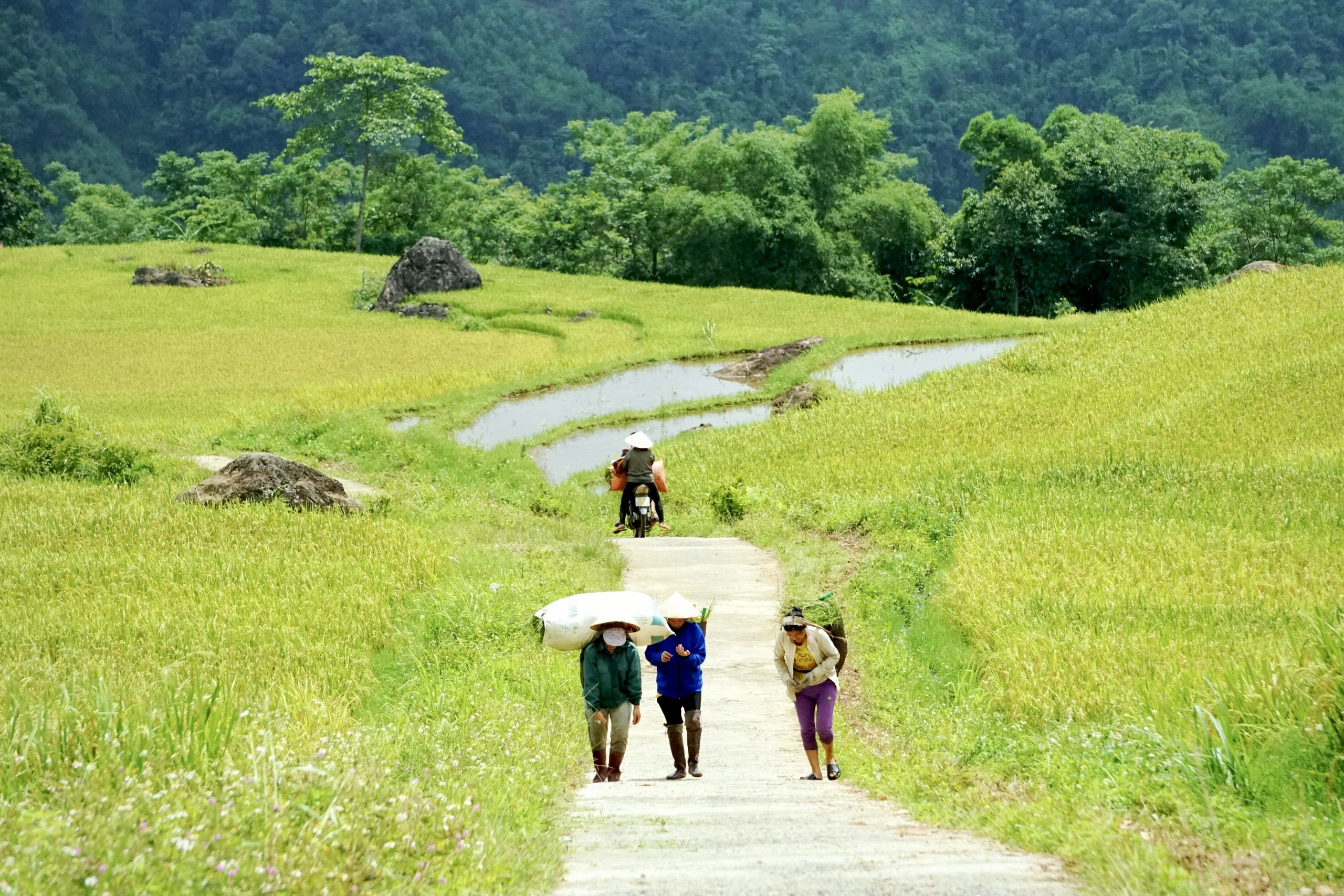 Rực rỡ mùa vàng trên đỉnh Pù Luông - 9 Rực rỡ mùa vàng trên đỉnh Pù Luông - 9