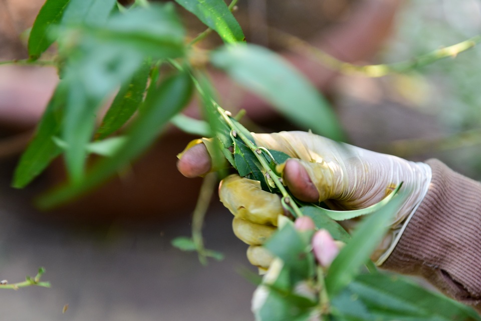 Chi tiền triệu thuê nhân công tuốt lá đào đón Tết Canh Tý - 4 Chi tiền triệu thuê nhân công tuốt lá đào đón Tết Canh Tý - 4