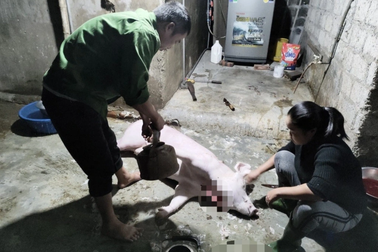 Nhiều người dân bất ngờ khi bị xử phạt do mổ lợn tại nhà