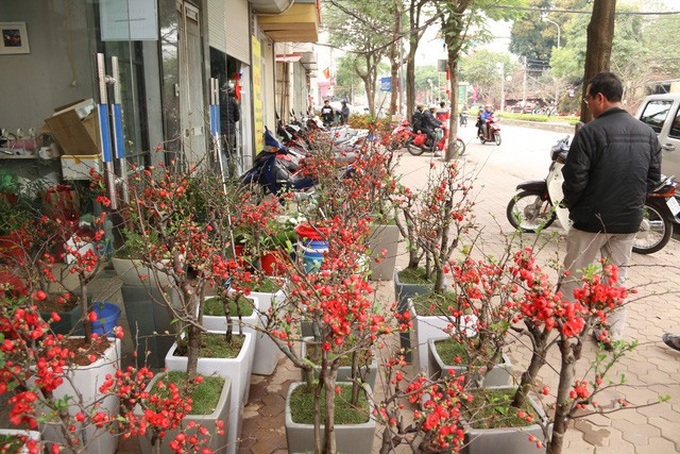 Cũng nhờ vẻ đẹp độc lạ nên dù có giá khá cao song loài hoa này vẫn hút khách mua về trưng Tết