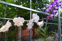 Ảnh dự thi số 4: Ngôi nhà vườn đơn sơ - Chốn bình yên đi về