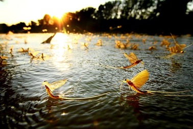 Kỳ lạ loài côn trùng “vật vờ” ngoài sông Hồng được bán với giá hàng triệu đồng/kg