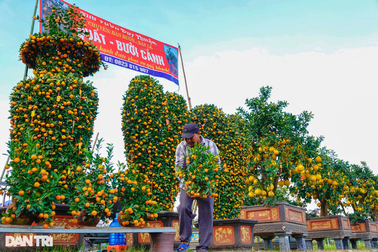 Bưởi diễn, quất "khủng" xuất hiện trên phố Tây Đô giá cả trăm triệu đồng